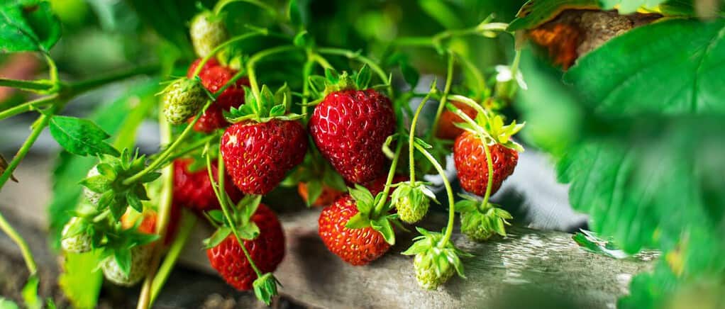 How to winterize strawberry plants