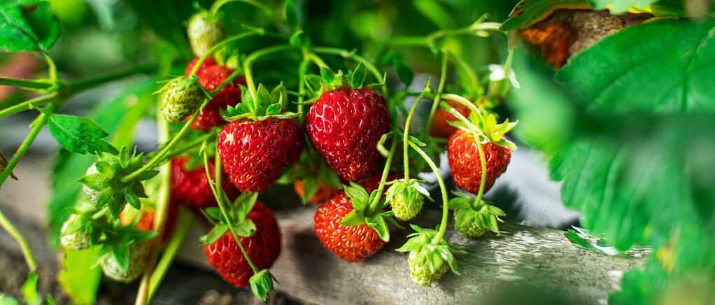 Ripe organic strawberry bush in the garden close up. Growing a crop of natural strawberries