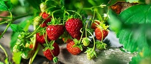 How To Grow Strawberries Indoors: Easy to Follow Steps for a Juicy Treat Picture