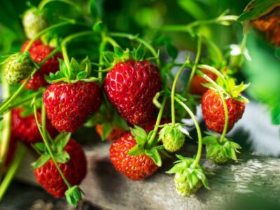 A Growing Strawberries In Tennessee: Ideal Timing + 7 Helpful Tips