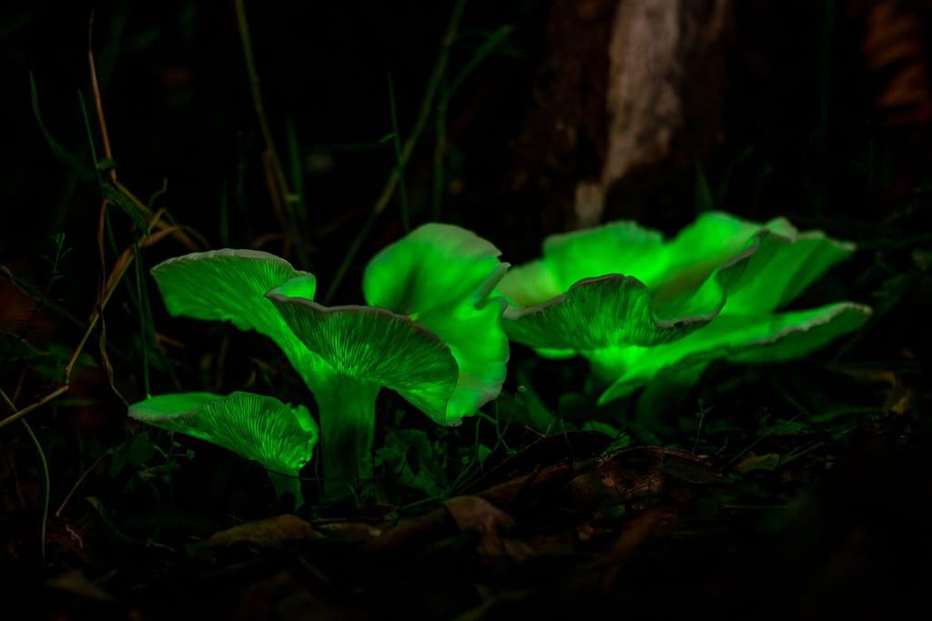 bioluminescent Ghost mushroom (Omphalotus nidiformis) Thirlmere lakes National park, NSW , Australia.