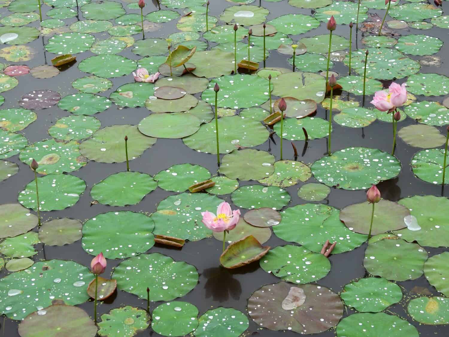 field of pink lotus blooming in the pond with water drops on green lotus leaf after rain