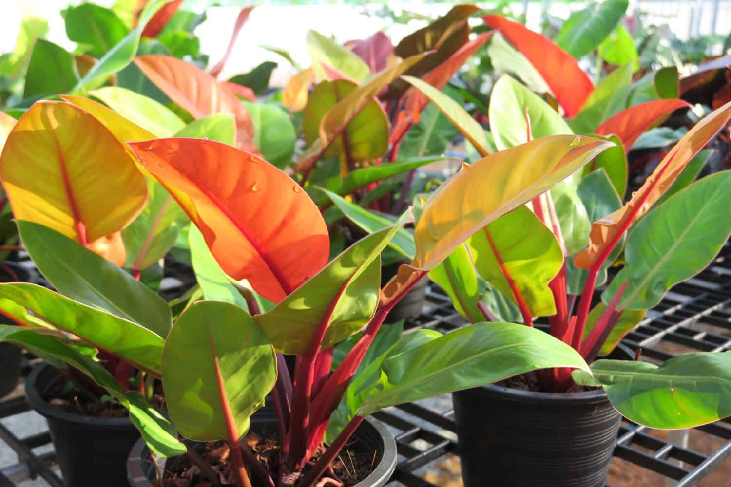 Close up tropical foliage plant, Philodendron Prince of Orange with colorful leaves, growth in the pot on spring time in the morning garden. 