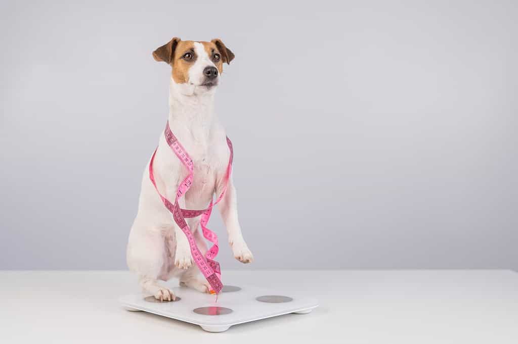 Dog jack russell terrier stands on a scale with a measuring tape.
