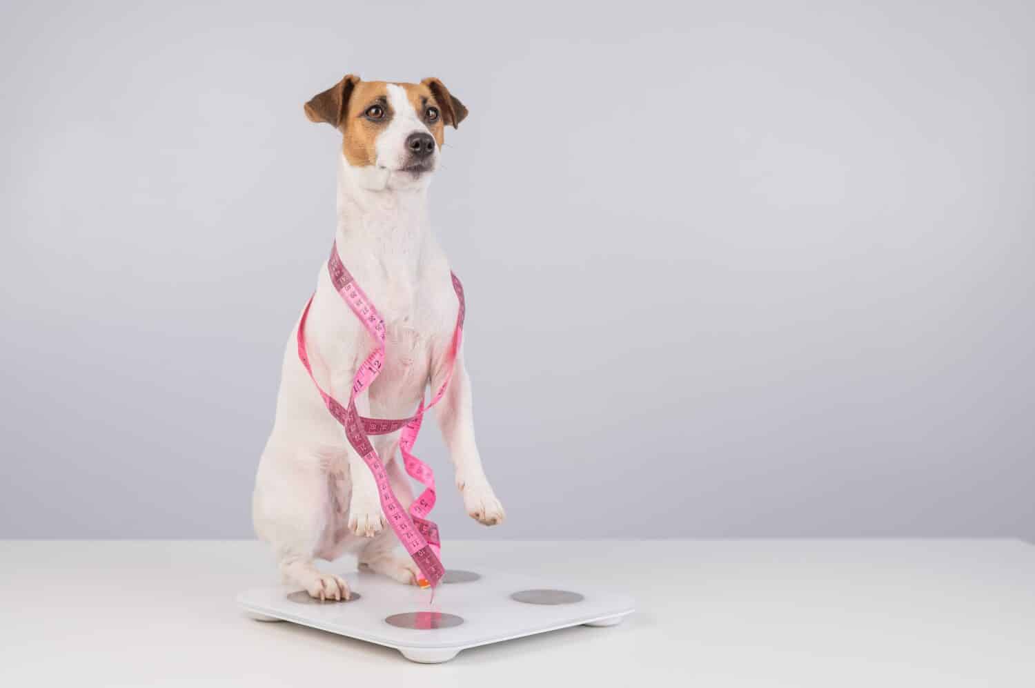 Dog jack russell terrier stands on a scale with a measuring tape. 