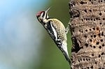 Yellow-bellied Sapsucker