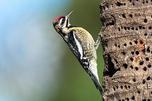 Yellow bellied sapsucker - Sphyrapicus varius - on palm tree with green blue background at La Boca Cuba.