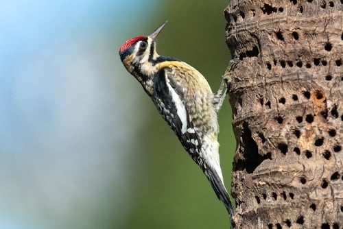 Yellow-Bellied Sapsucker