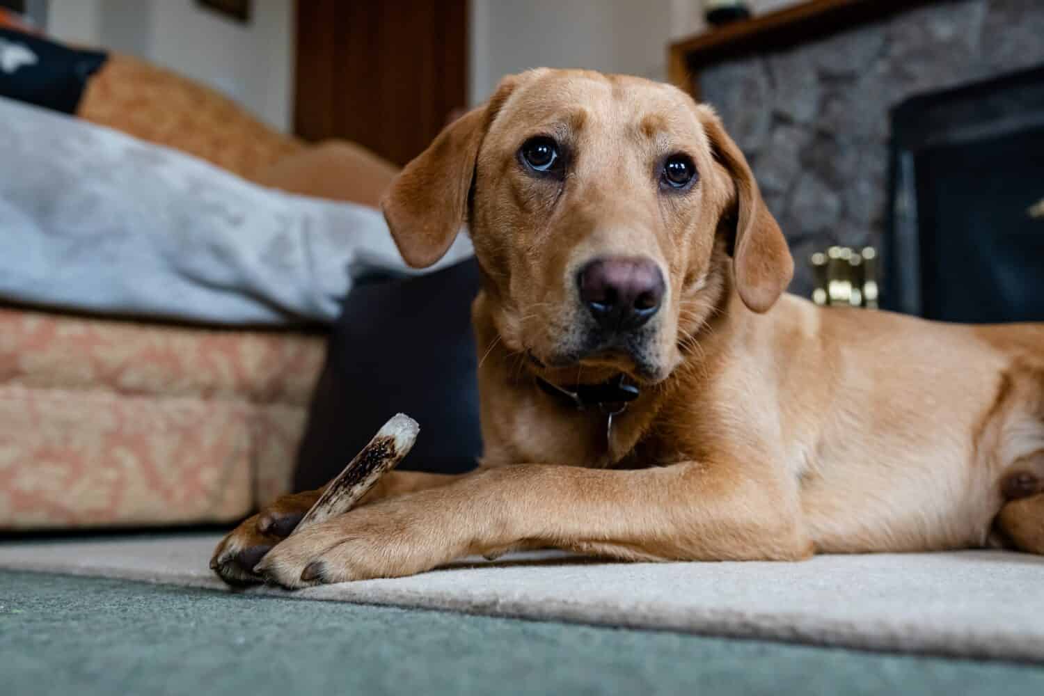 A Labrador puppy laying on the floor chewing a deer antler which helps with teeth and gum health as well as keeping the dog mentally stimulated and busy