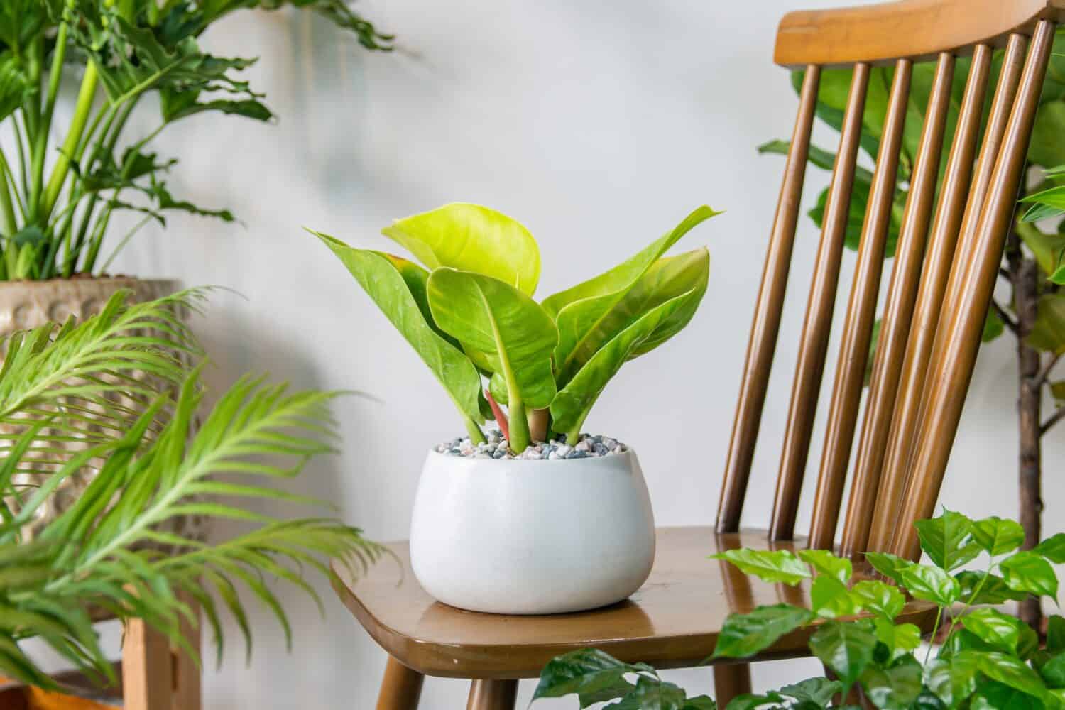 Philodendron Moonlight (Imperial yellow) planted in a ceramic pots decoration in the living room. Houseplant care concept. Indoor plants. Decoration on the desk.