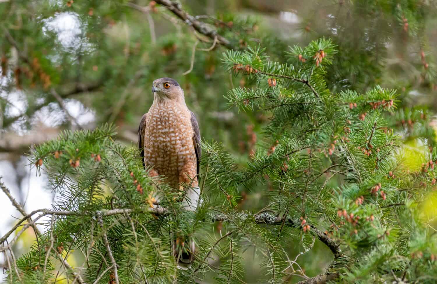 A male Cooper's hawk " Accipitridae cooperii " perched in a tree looking for prey.
