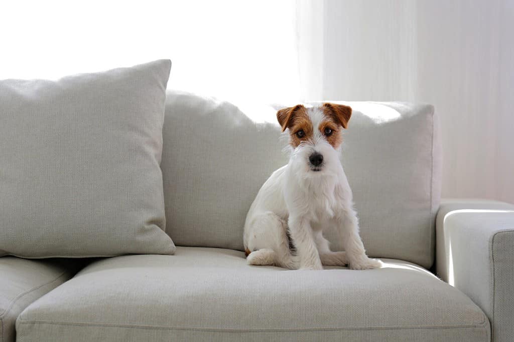 Small rough coated doggy with funny fur stains sitting on the sofa at home