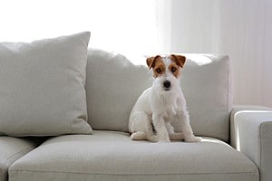 Are Jack Russells Good House Dogs? Everything You Need to Know Picture