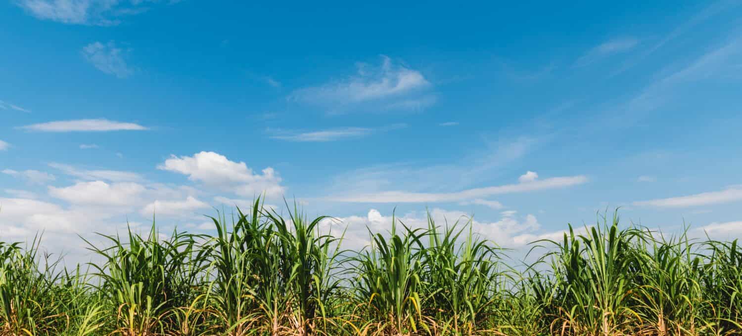 sugar cane with blue sky background