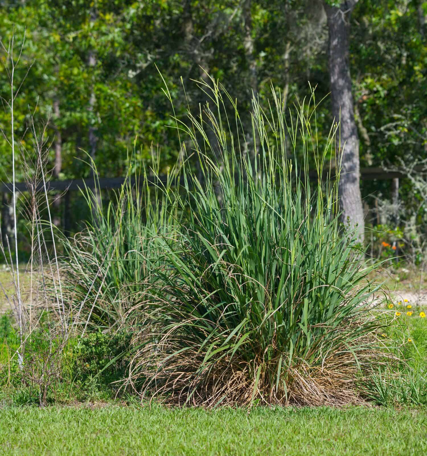 Eastern Gamagrass, Fakahatchee Grass - Tripsacum dactyloides - large clumps provide cover for small mammals, birds, and reptiles. Deer eat the seeds. Tall seed stalks visible. Ocala, Florida