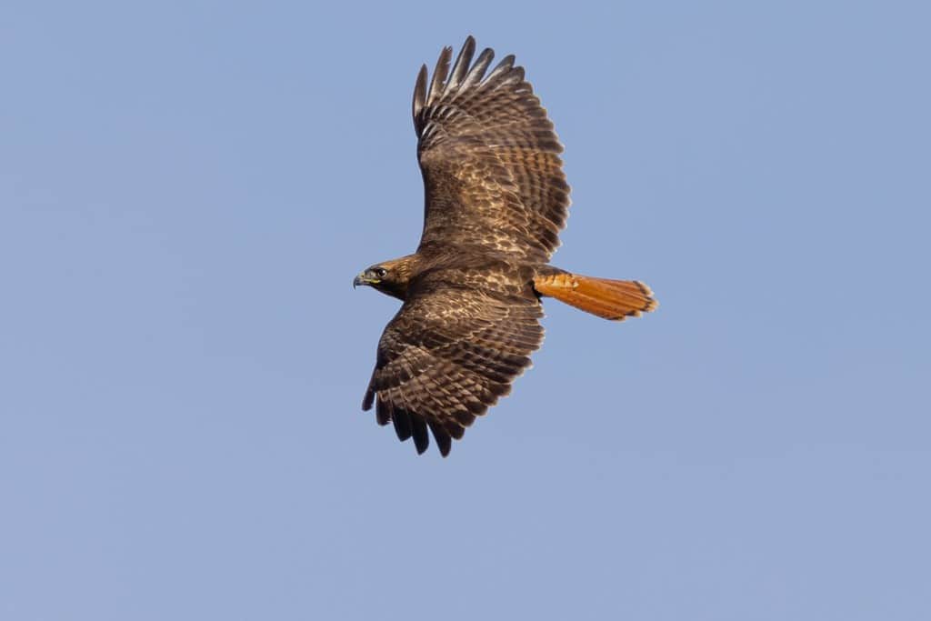 Bottom view of a red-tailed hawk flying, seen in the wild in South Oregon