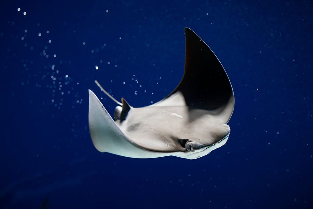 10 Fascinating Manta Ray Facts