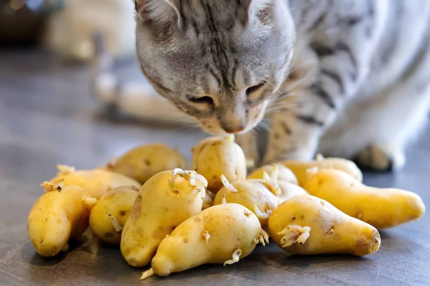 Bengal cat sits next to sprouted potatoes. Cat sniffs raw potatoes. Close up
