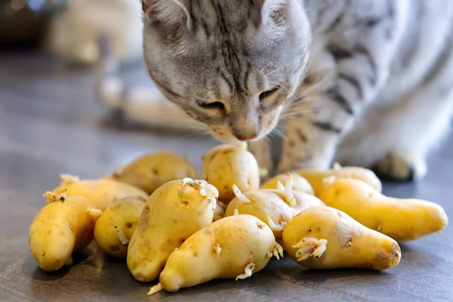 Can Cats Eat Potatoes 4 Things to Know Before Feeding A Z Animals