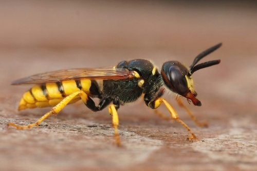 Closeup on a yellow European beewolf, bee-killer wasp , Philanthus triangulum sitting on wood