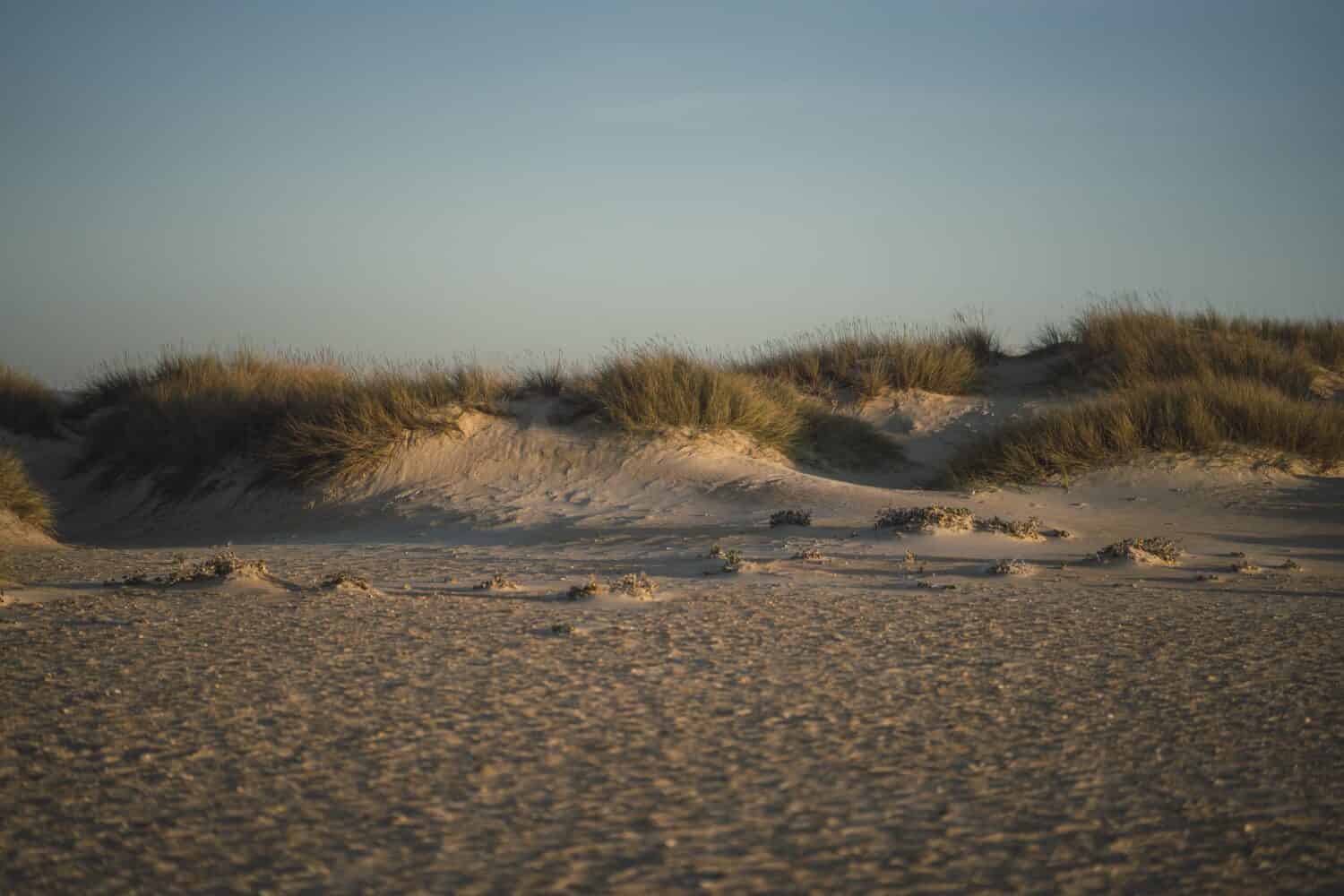 A beautiful view of large fields of sand  ad wild grass plants with a light sunset sky on the horizon