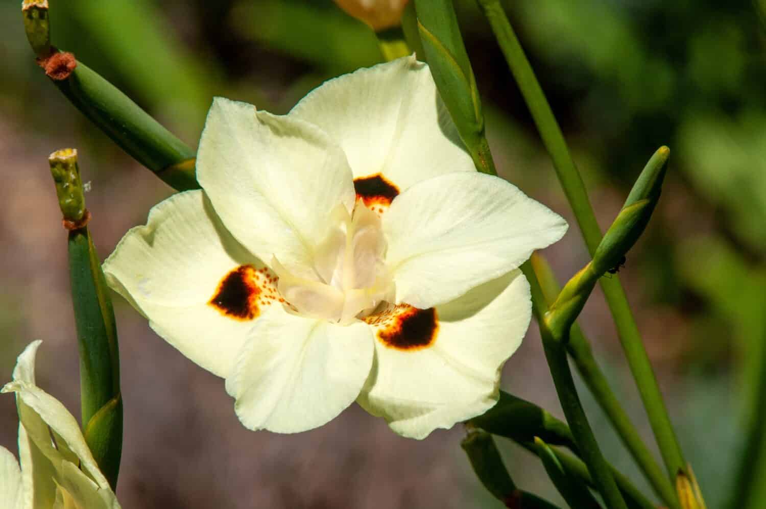 Sydney Australia, close-up of a pale creamy yellow with dark brown spots of a dietes bicolor