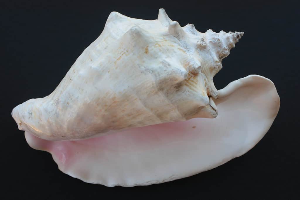 Discover The Rarest Seashells Ever Found On Earth - A-Z Animals