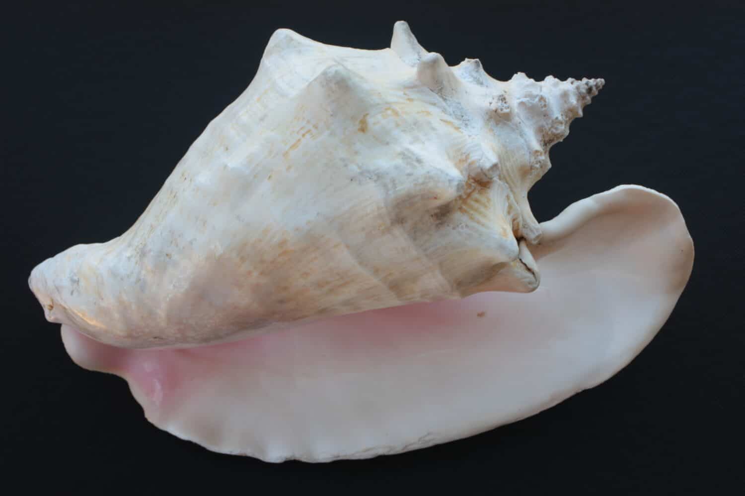 Still Life Of Small Shells On A White Background. Sea Shells