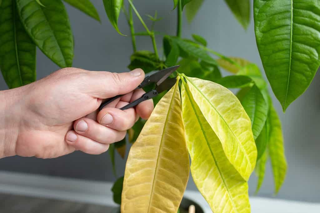 Cutting pruning dead leaves from a Pachira Aquatica plant. Houseplant care concept.