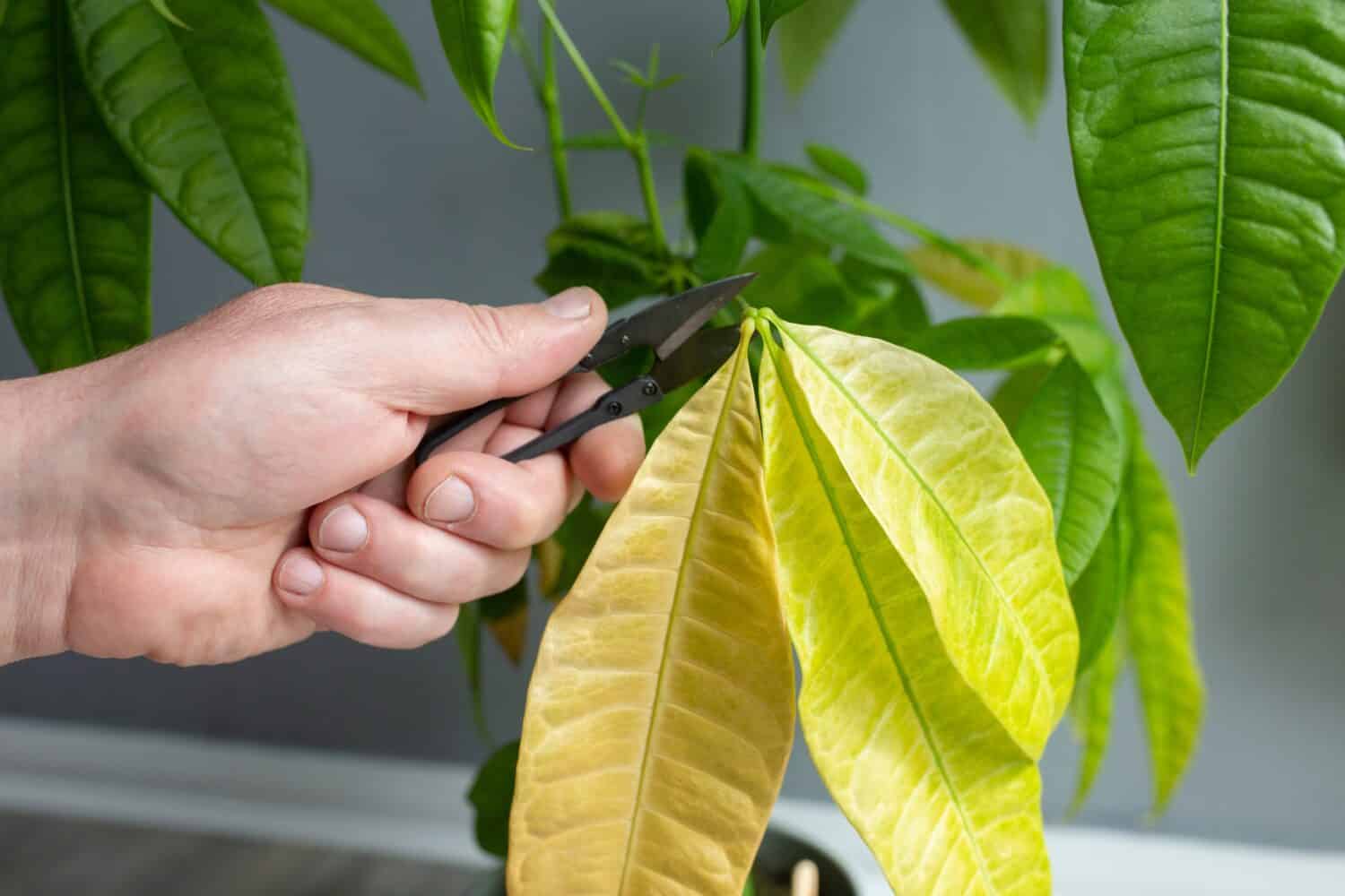 Cutting pruning dead leaves from a Pachira Aquatica plant. Houseplant care concept.