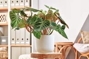 Philodendron Verrucosum Care Guide: 12 Tips for a Healthy Plant Picture