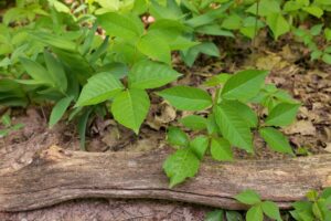 13 Plants that Look Like Poison Ivy… But Are Totally Different Picture