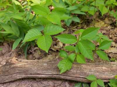 A 13 Plants that Look Like Poison Ivy… But Are Totally Different