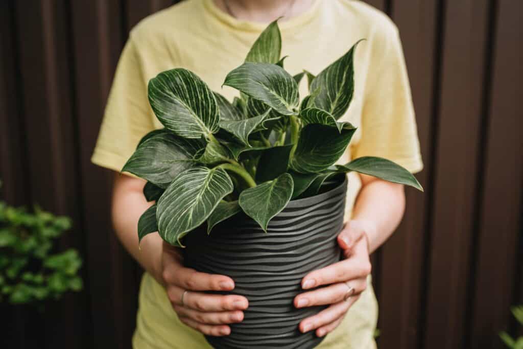 Woman holding a philodendron Birkin in a gray pot. Houseplants concept.