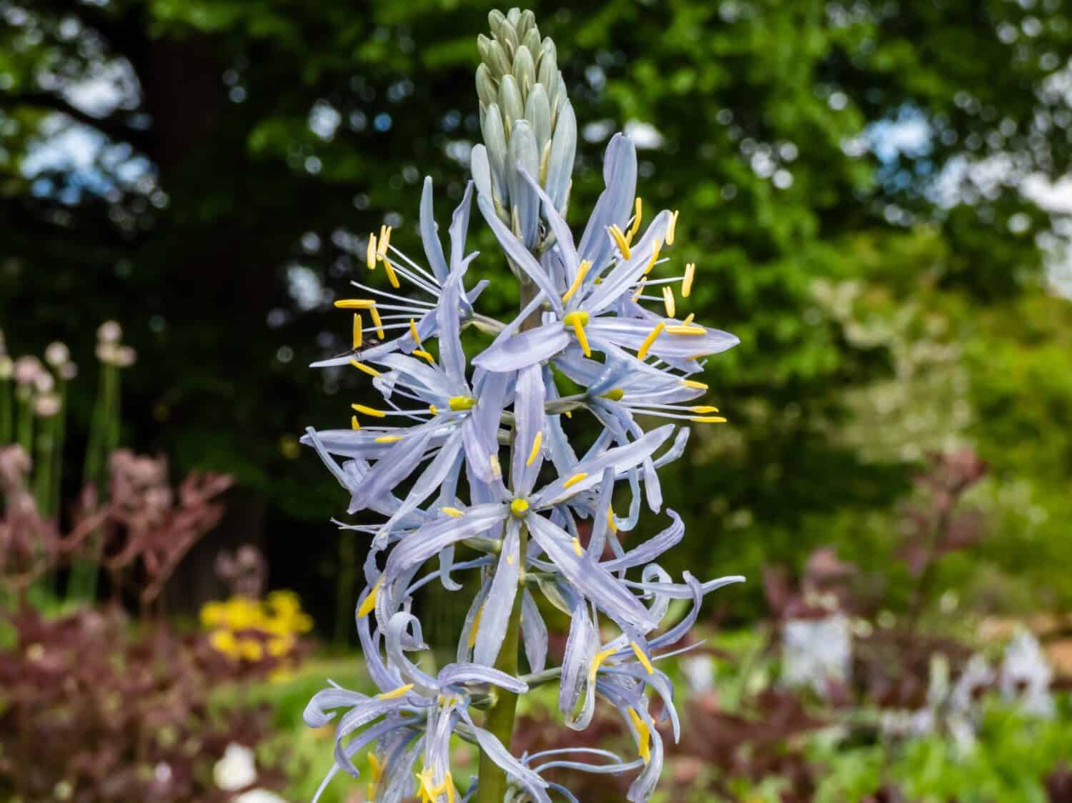 Close-up shot of the Cusick's camass (Camassia cusickii) flowering with sky blue to white flowers with showy, yellow anthers in the garden as ornamental plant in summer