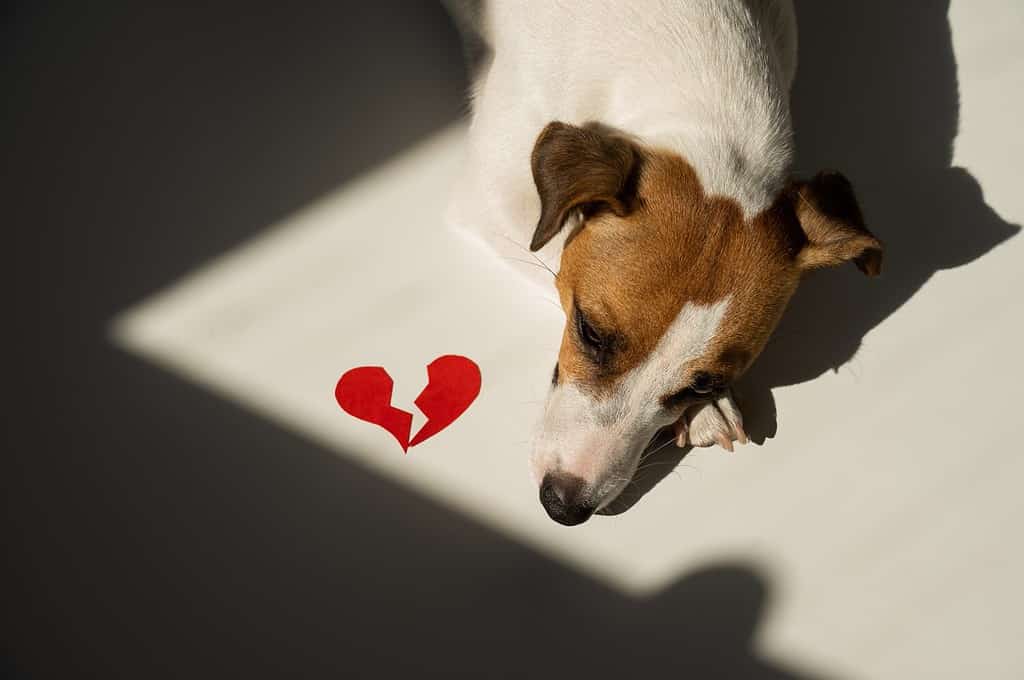 Jack Russell Terrier dog lies next to a broken heart.