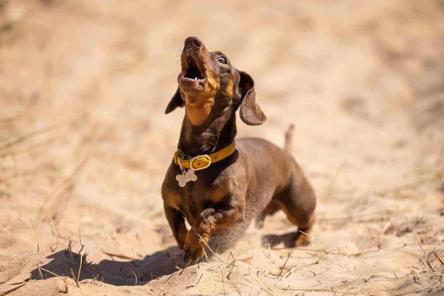 Miniature dachshund howling on the beach