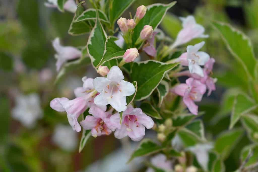 Variegated Weigela flowers - Latin name - Weigela florida Nana Variegata