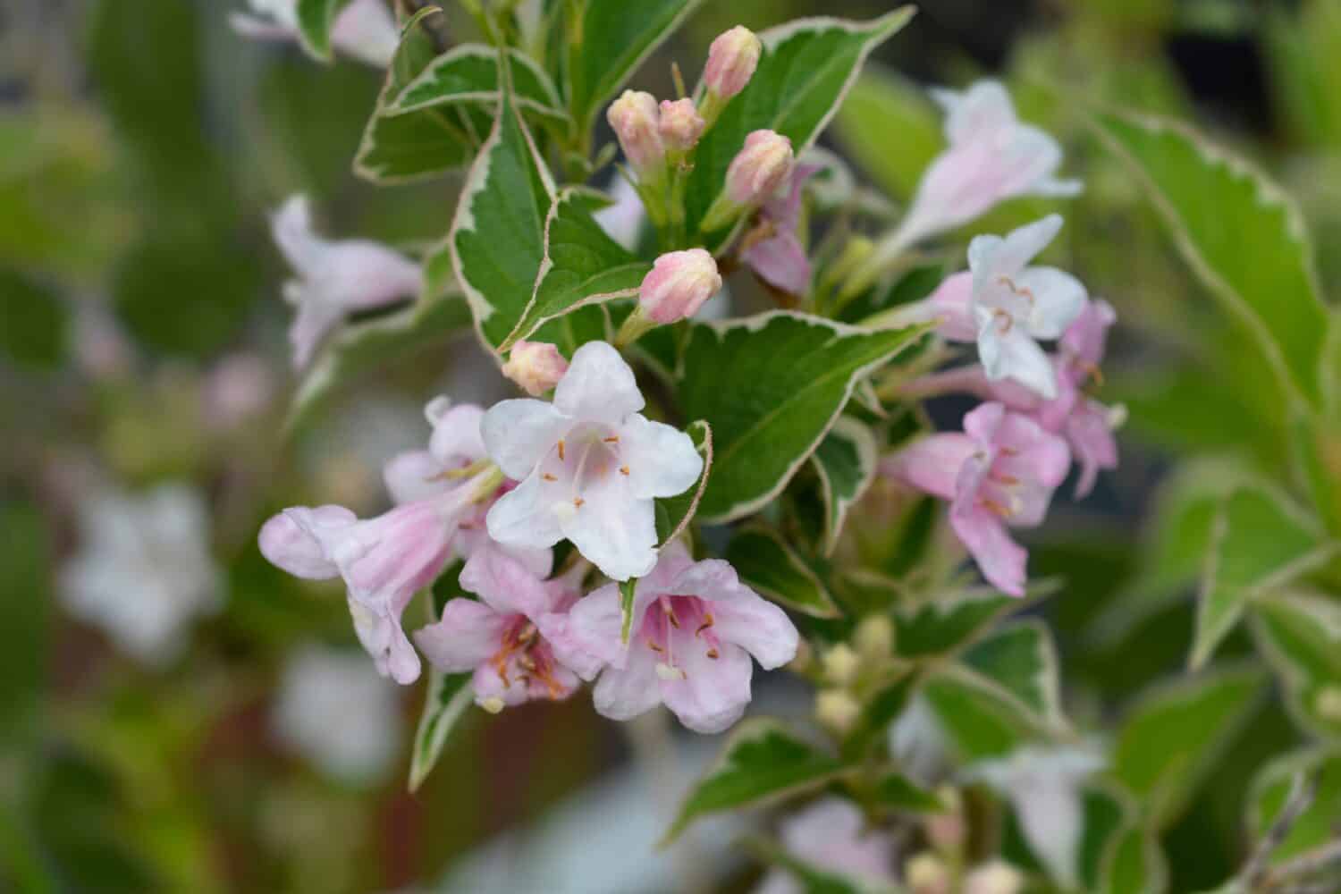 Variegated Weigela flowers - Latin name - Weigela florida Nana Variegata