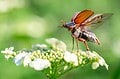 Watch Out for These Top 10 Largest Flying Insects in England - A-Z Animals