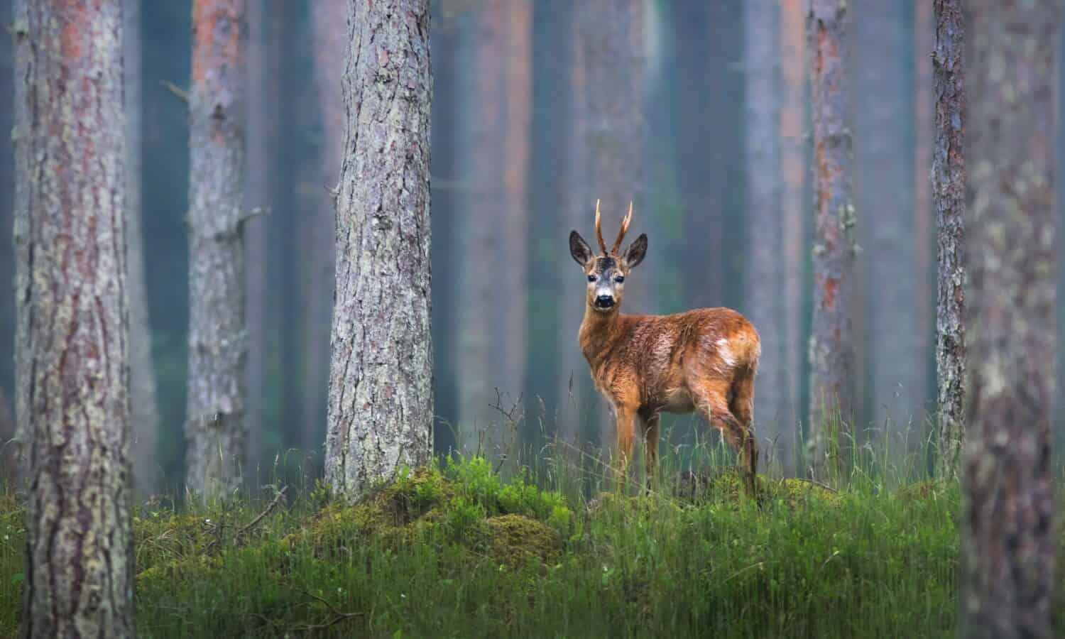 roe deer male standing in the foggy forest
