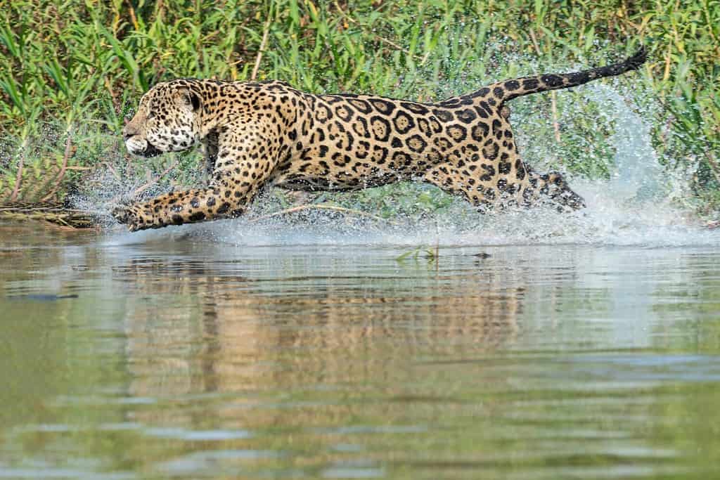 Male Jaguar (Panthera onca) running in water and chasing, Cuiaba river, Pantanal, Mato Grosso, Brazil