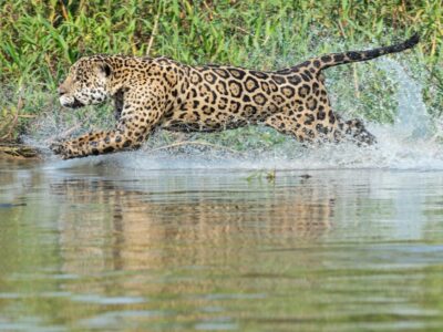 A This Jaguar Takes on a Fierce Caiman for Dinner