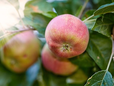 A Discover the Best Time of Year to Plant Apple Trees