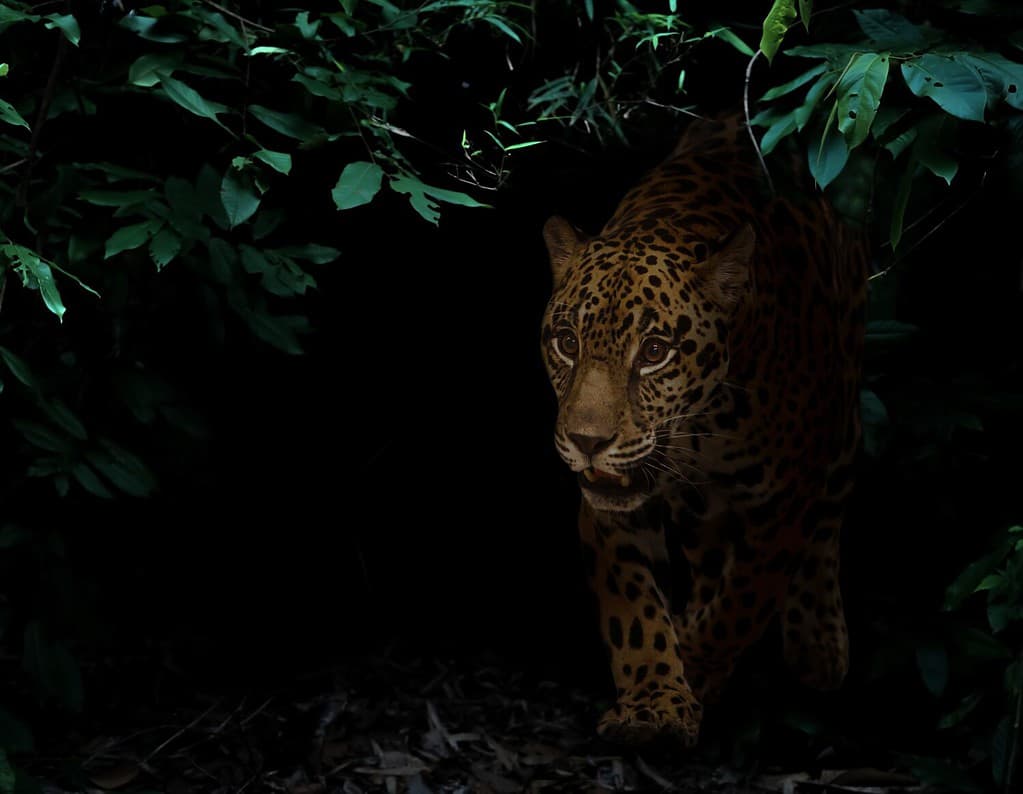 jaguar in tropical rainforest at night dark background