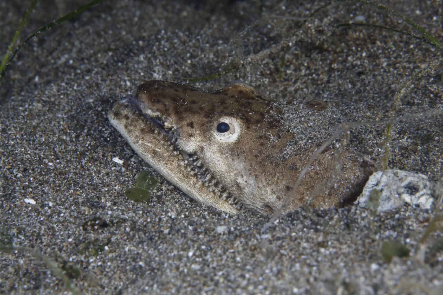 Head of a Crocodile snake eel 