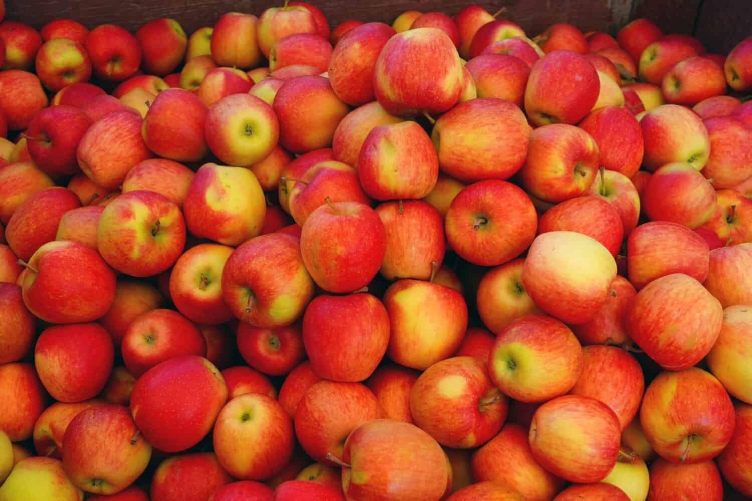 Organic Ambrosia apples at a farmers market