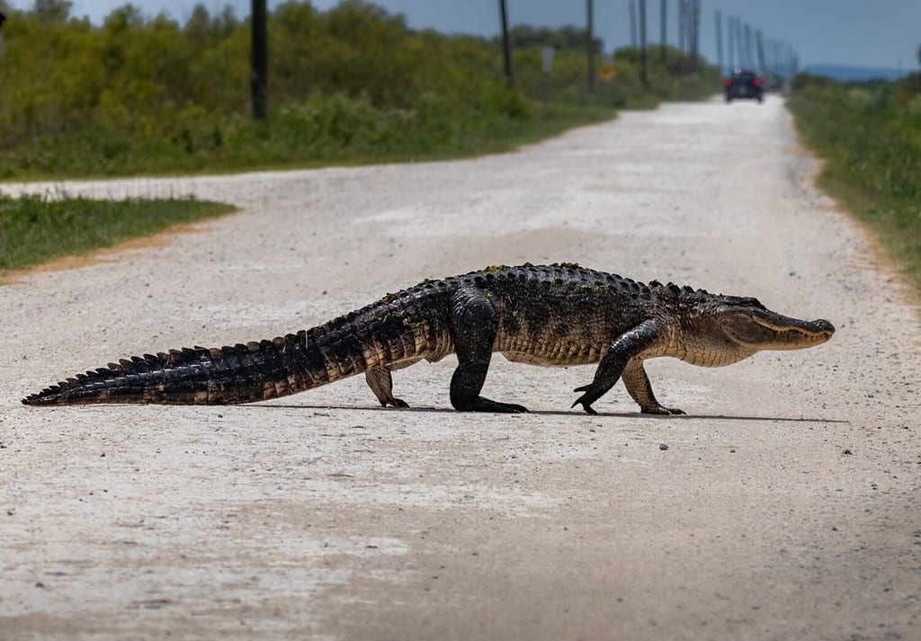 How Many Alligators Live in Florida's Lake Seminole? AZ Animals