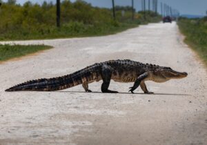 Watch This Stubborn Alligator Refuse to Back Down from an Oncoming Freight Train! photo