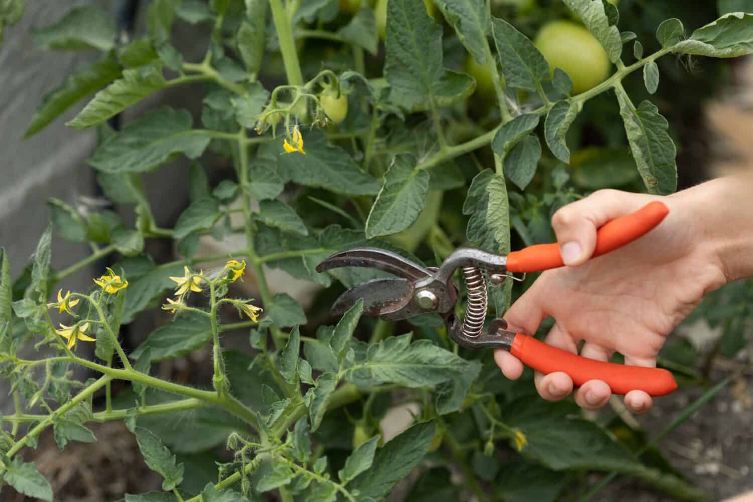cutting tomatoes with pliers in the garden